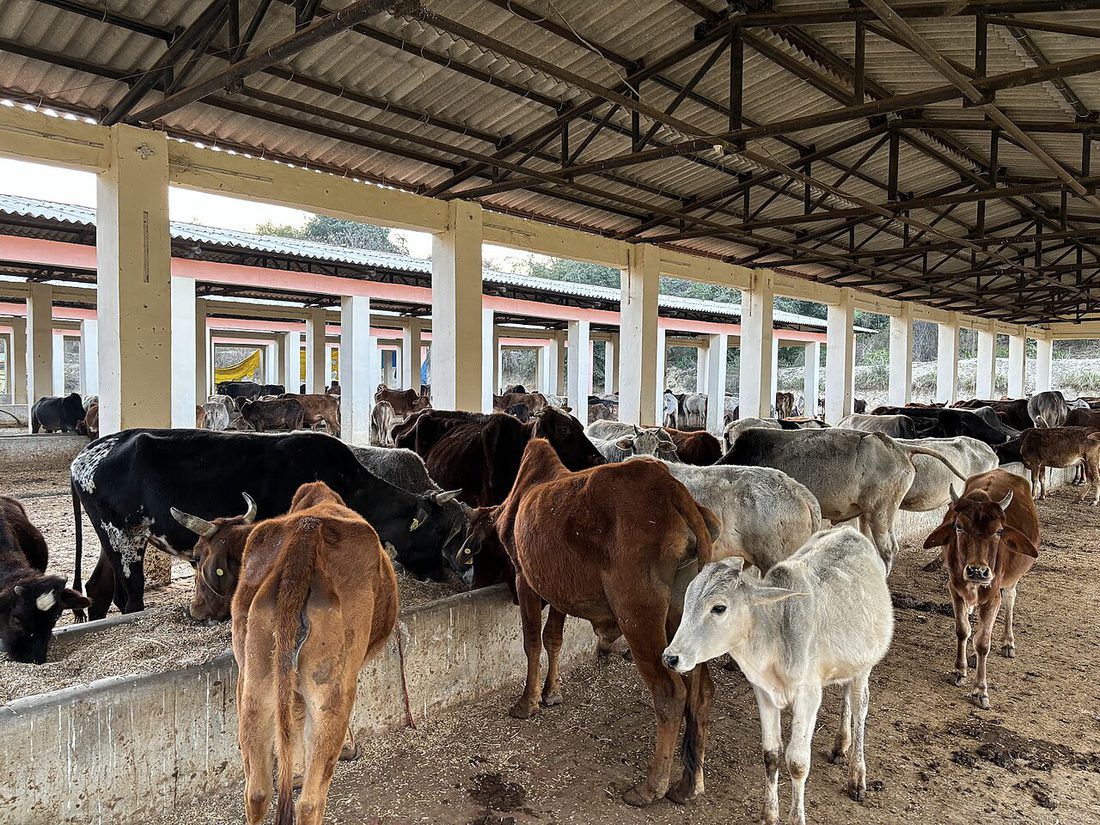 Cows resting inside a covered animal shelter