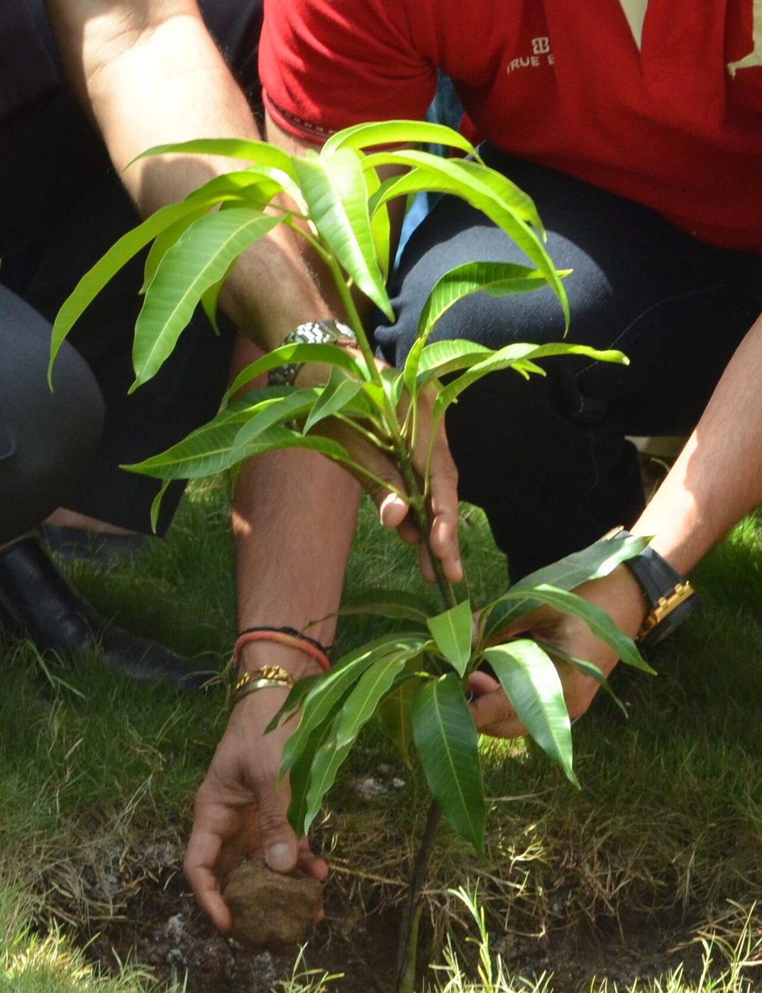 Hands planting a young green sapling into the soil
